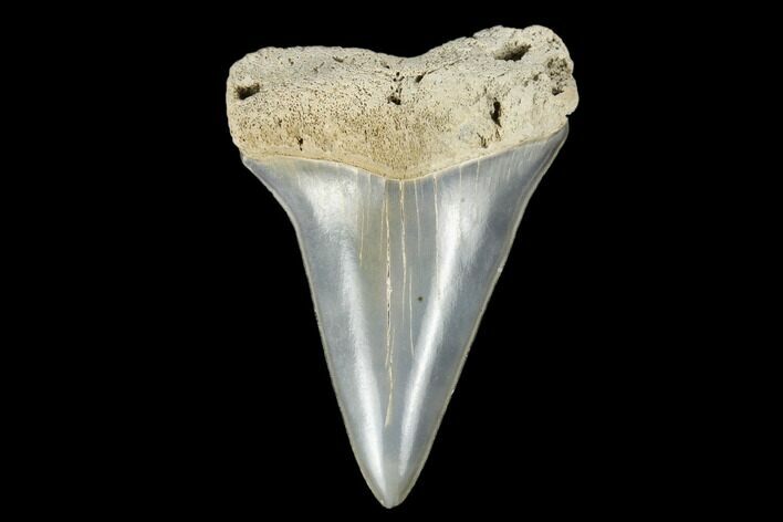 Fossil Mako Tooth - Lee Creek (Aurora), NC #179890